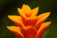 Flor 42 <em>(1203)</em>