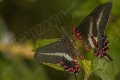 Borboleta 58 <em>(1204)</em>