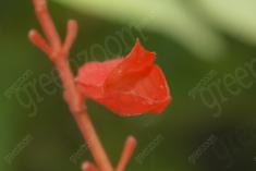 Flor 43 <em>(1205)</em>