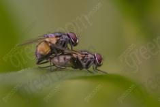 Inseto 133 <em>(1206)</em>