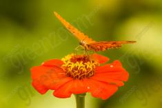 Borboleta 59 <em>(1207)</em>