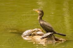 Biguá 1 <em>(1208)</em>