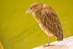 Socó 4 <em>(1209)</em>