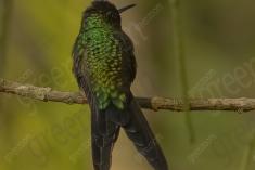 Beija Flor 35 <em>(1213)</em>