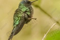Beija Flor 36 <em>(1214)</em>