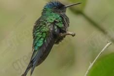 Beija Flor 37 <em>(1215)</em>