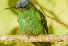 Beija Flor 38 <em>(1216)</em>