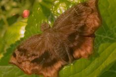 Mariposa 42 <em>(1217)</em>