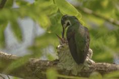 Beija Flor 39 <em>(1218)</em>