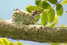 Beija Flor 45 <em>(1225)</em>