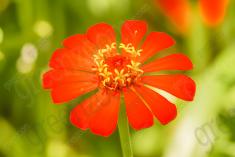 Flor 40 <em>(1228)</em>