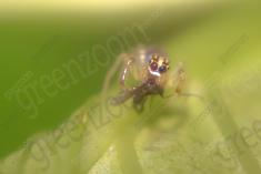 Aranha 59 <em>(1230)</em>