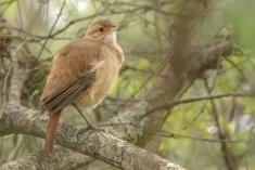 João de Barro 1 <em>(1231)</em>