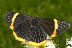 Mariposa 7 <em>(1233)</em>