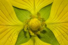 Flor 80 <em>(1236)</em>