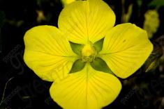 Flor 41 <em>(1237)</em>