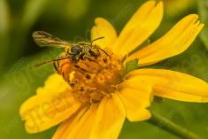 abelha 26 <em>(1239)</em>