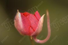 Flor 101 <em>(124)</em>