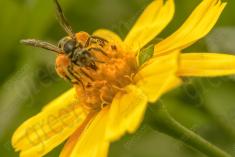 Abelha 27 <em>(1240)</em>