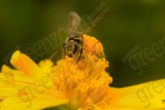 Abelha 28 <em>(1241)</em>