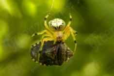 Aranha 16 <em>(1242)</em>