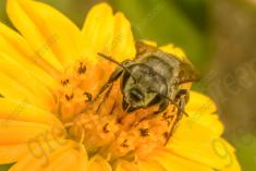 Abelha 29 <em>(1245)</em>