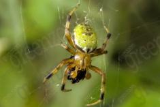 Aranha 17 <em>(1246)</em>