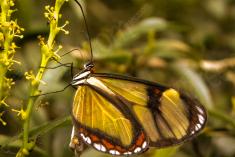 Borboleta 60 <em>(1247)</em>