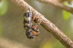 Inseto 117 <em>(1249)</em>