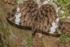 Mariposa 8 <em>(1254)</em>