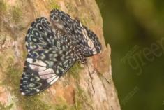 Mariposa 9 <em>(1255)</em>