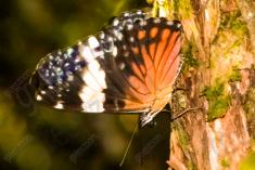 Mariposa 10 <em>(1256)</em>