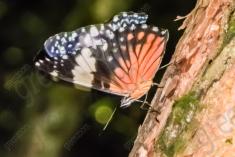 Mariposa 11 <em>(1257)</em>