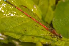 Donzelinha 9 <em>(1258)</em>