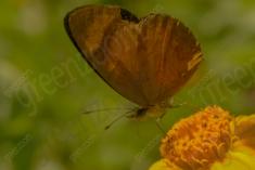 Mariposa 12 <em>(1259)</em>