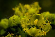 Flor 102 <em>(126)</em>