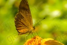 Mariposa 13 <em>(1260)</em>