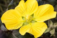 Flor 81 <em>(1262)</em>