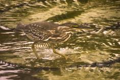 Socó 2 <em>(1270)</em>