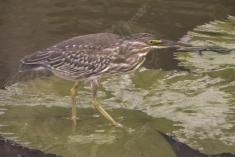 Socó 3 <em>(1271)</em>