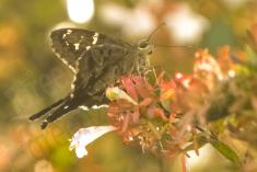 Mariposa 38 <em>(1273)</em>