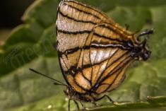 Mariposa 39 <em>(1275)</em>