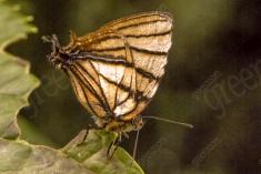 Mariposa 40 <em>(1276)</em>
