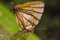 Mariposa 41 <em>(1277)</em>