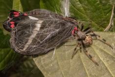 Aranha 19 <em>(1278)</em>