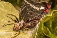 Aranha 20 <em>(1279)</em>