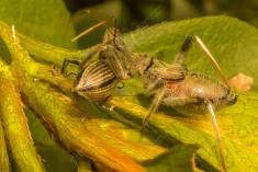 Inseto 96 <em>(1283)</em>