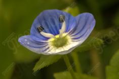 Flor 178 <em>(1288)</em>