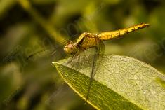 Libelula 16 <em>(1289)</em>