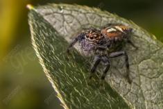 Aranha 21 <em>(1291)</em>